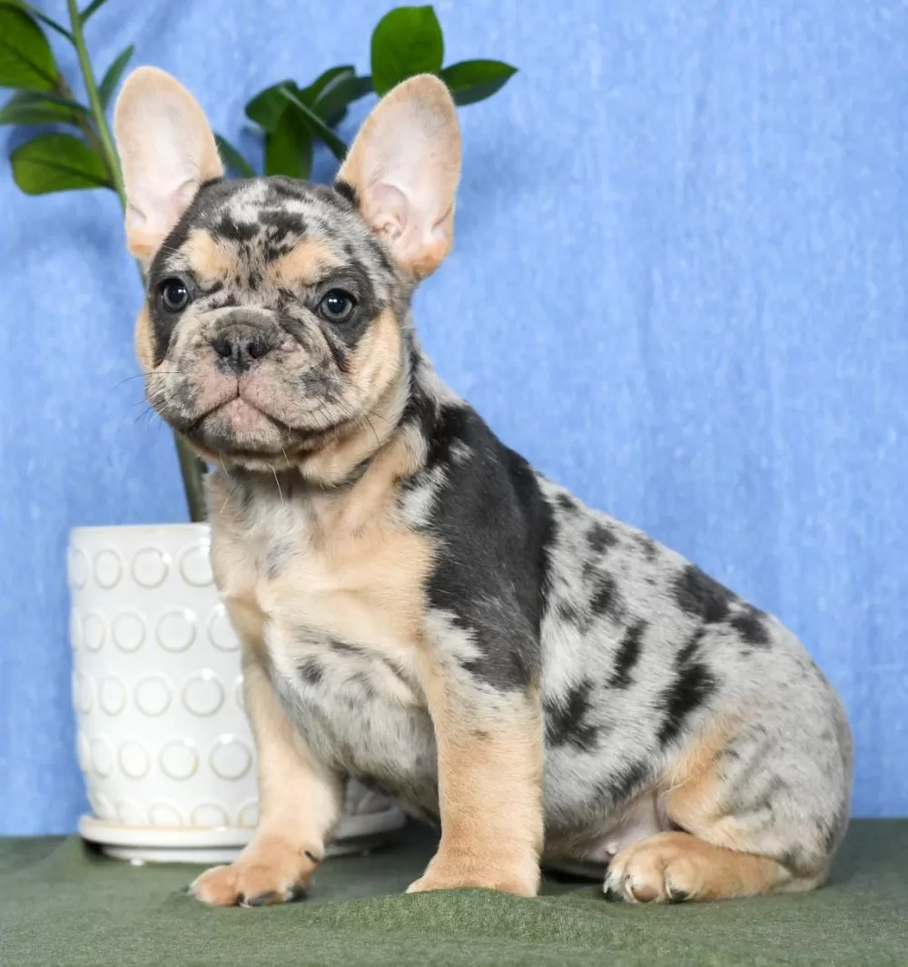 French Bulldog