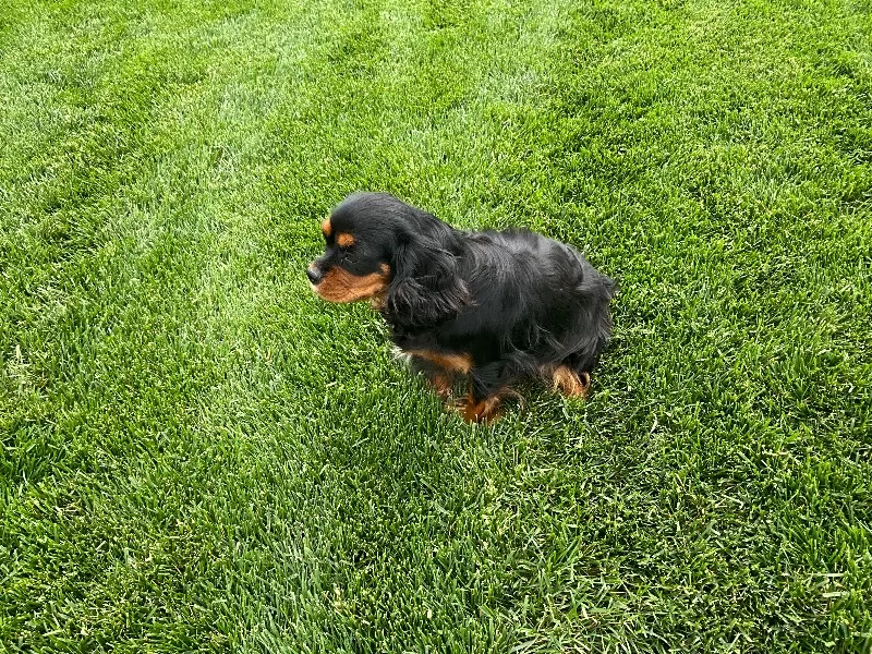 Puppy Name: Sofie