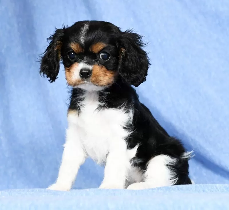 Puppy Name: Lainey