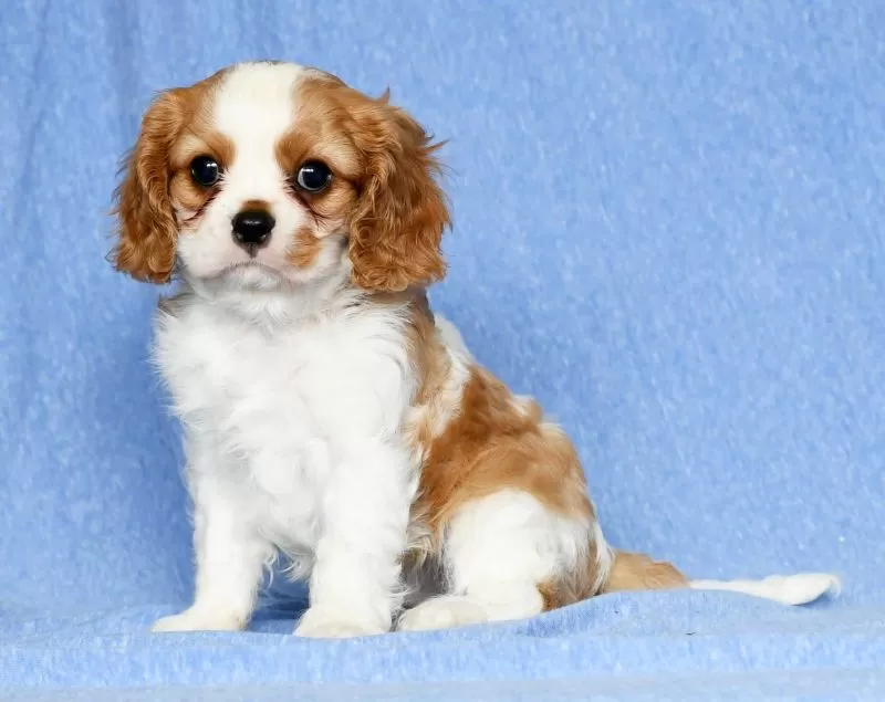 Puppy Name: Lance