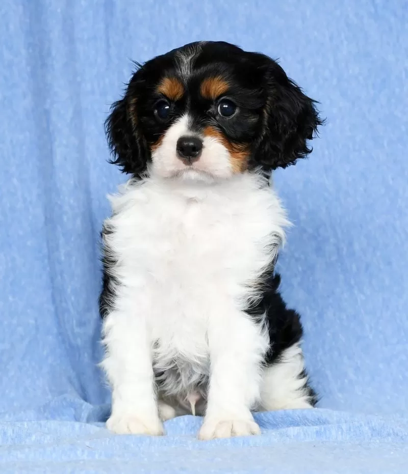 Puppy Name: Lenny
