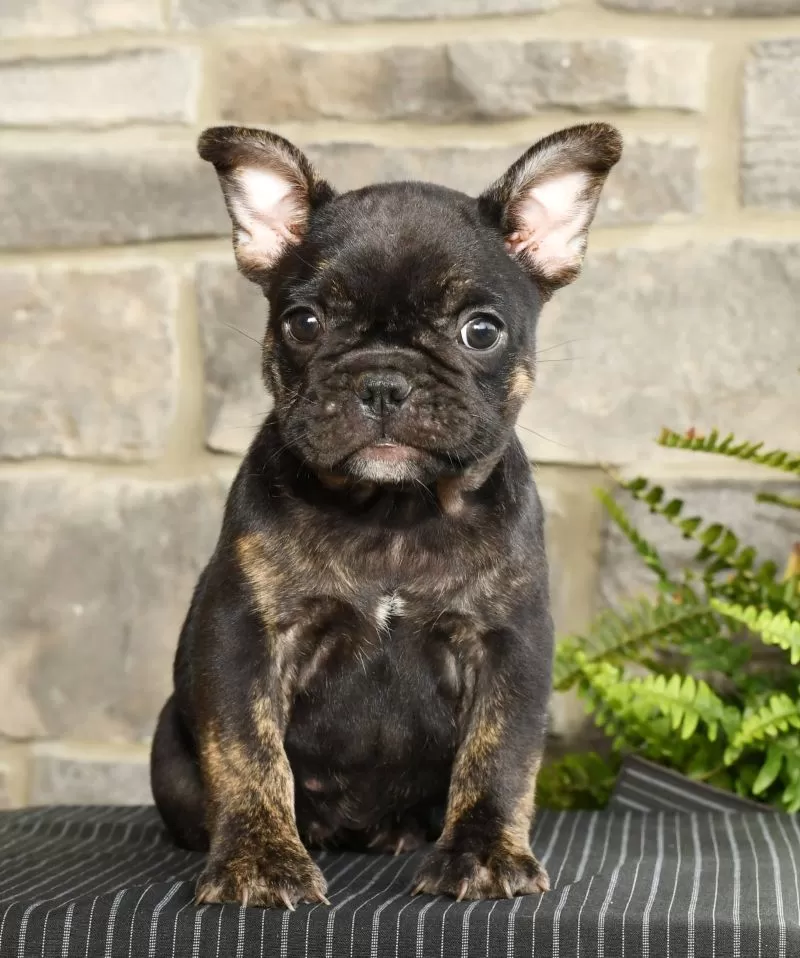 Bella