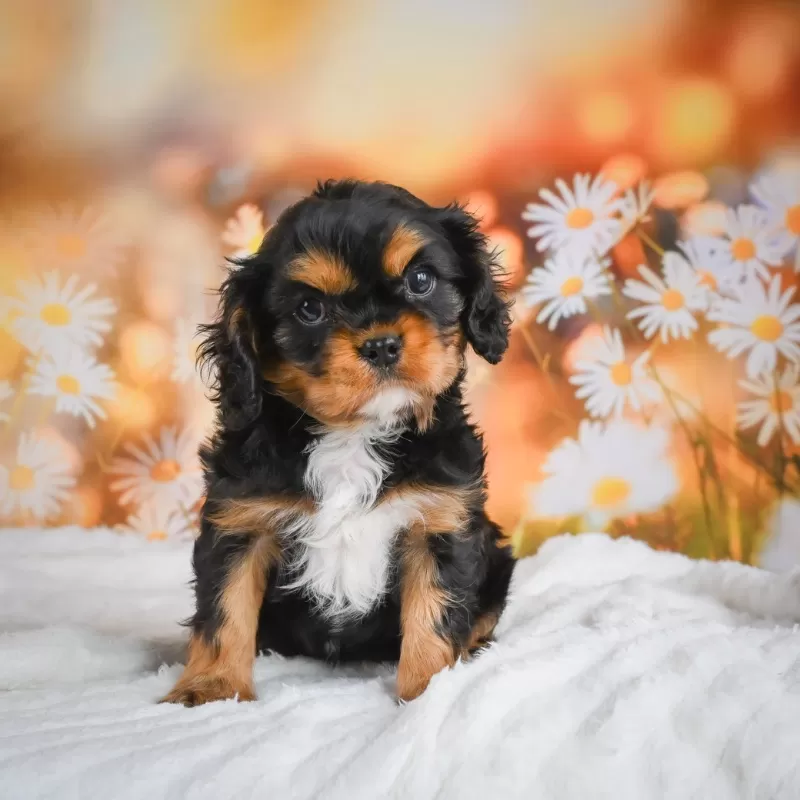 Puppy Name: Ricky