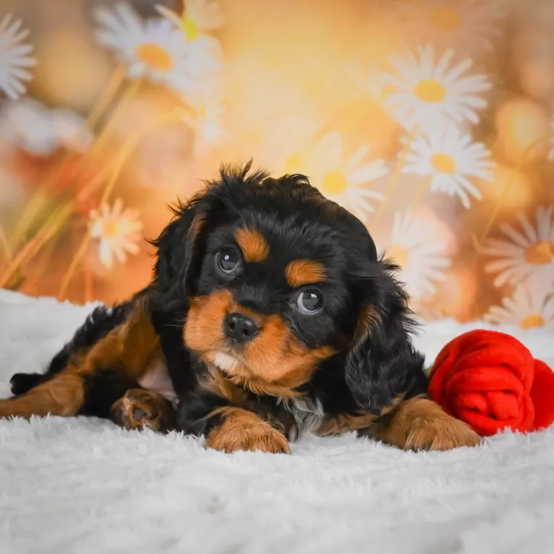 Puppy Name: Sammy