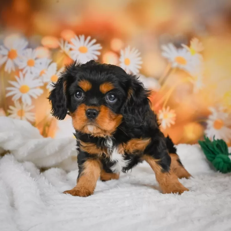 Sammy