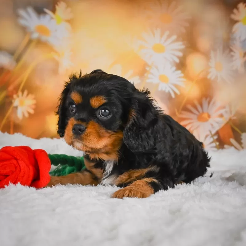 Sammy