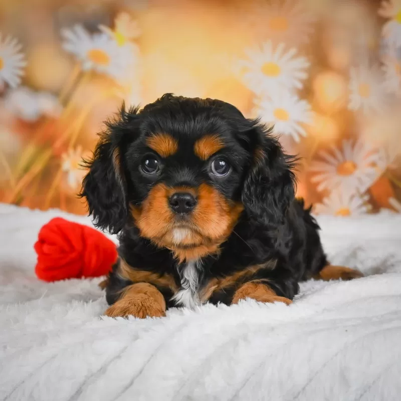 Sammy