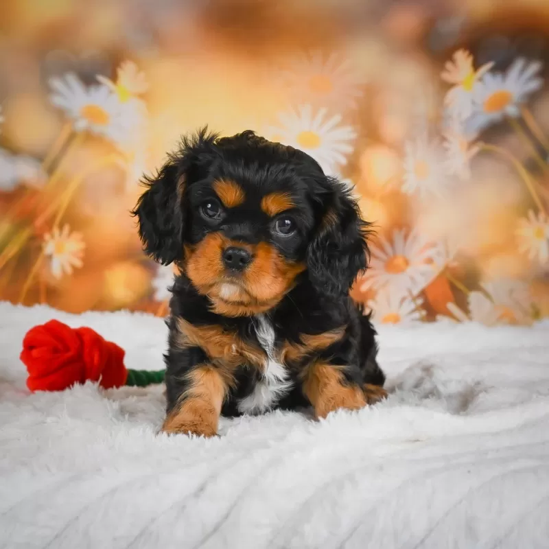 Sammy