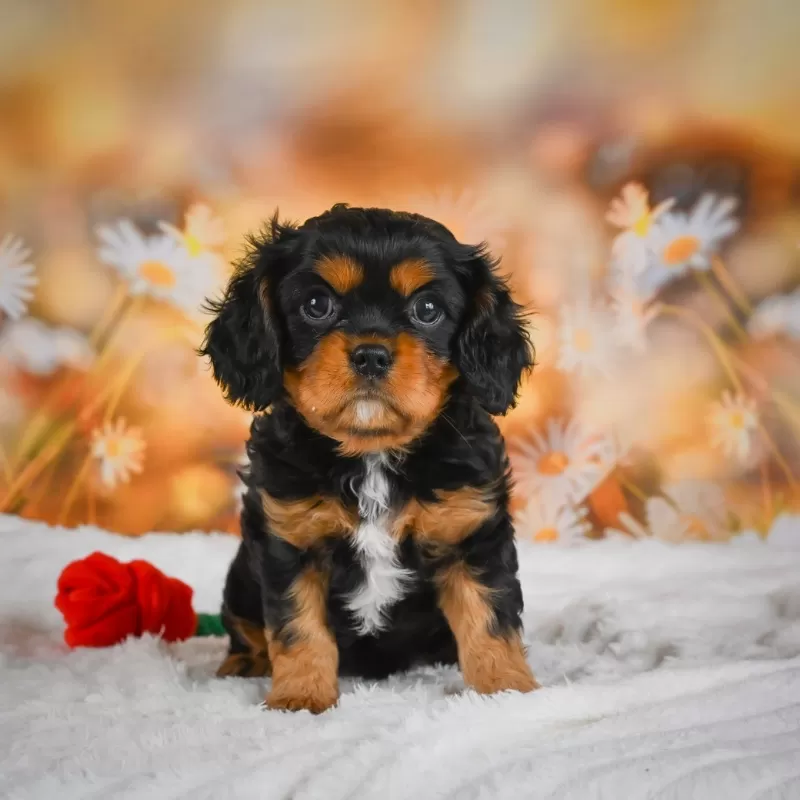 Sammy