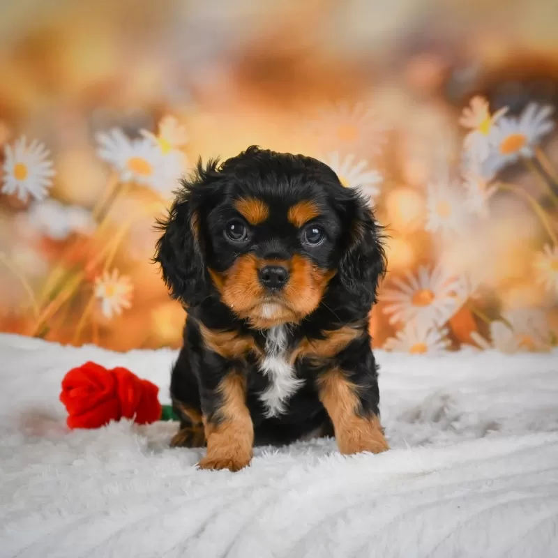 Sammy