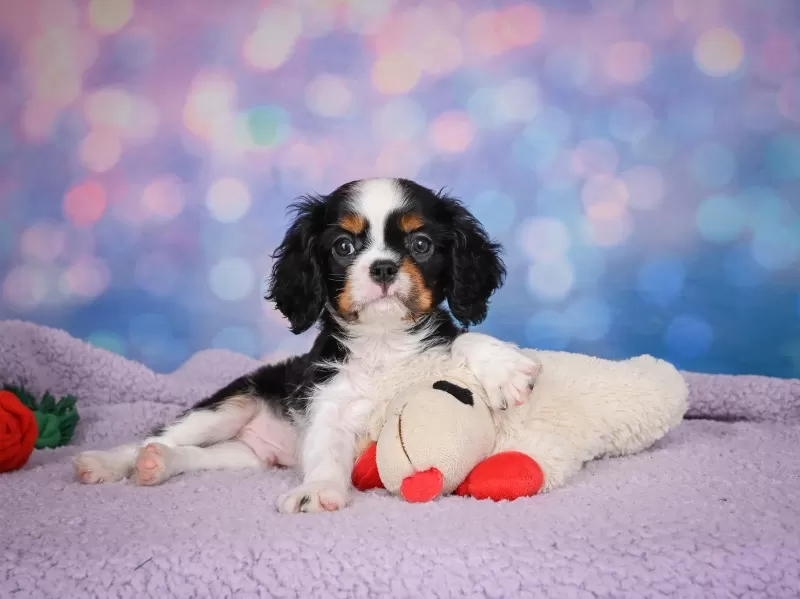 Puppy Name: Ricky