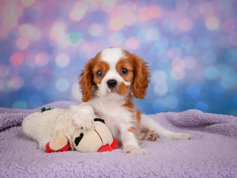 Puppy Name: Randy