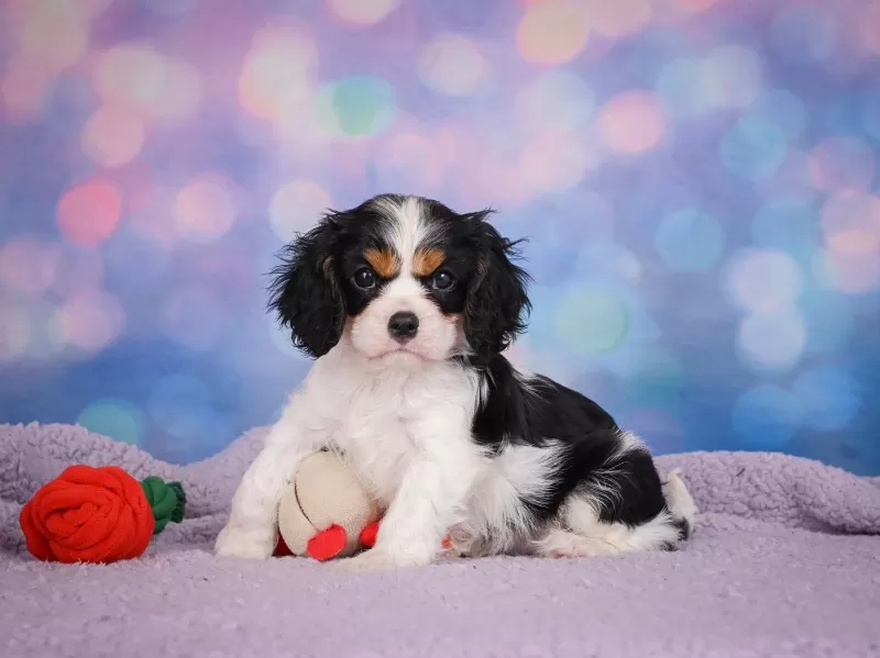 Puppy Name: Austin
