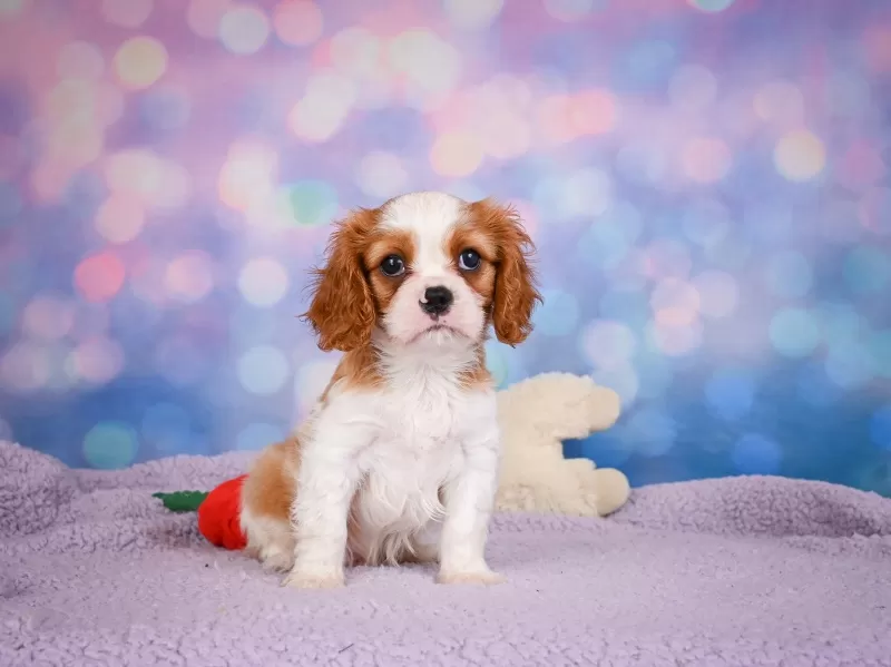 Puppy Name: Alex
